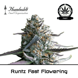 Runtz Fast Flowering