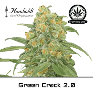 Green Crack 2