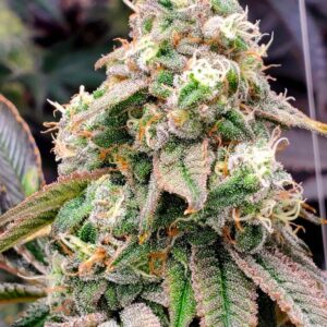 Gushers Fast Flowering - Humboldt Seeds – Bild 4