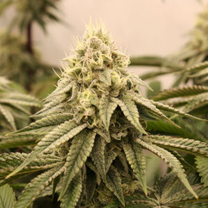 Sunset Bride - Humboldt Seeds – Bild 3