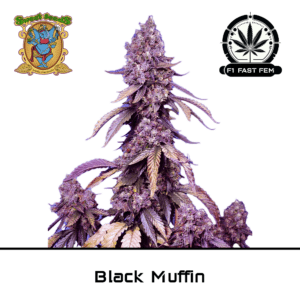 Black Muffin