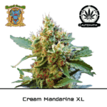 Cream Mandarine XL