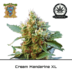 Cream Mandarine XL