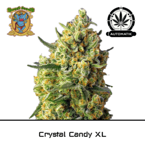 Crystal Candy XL