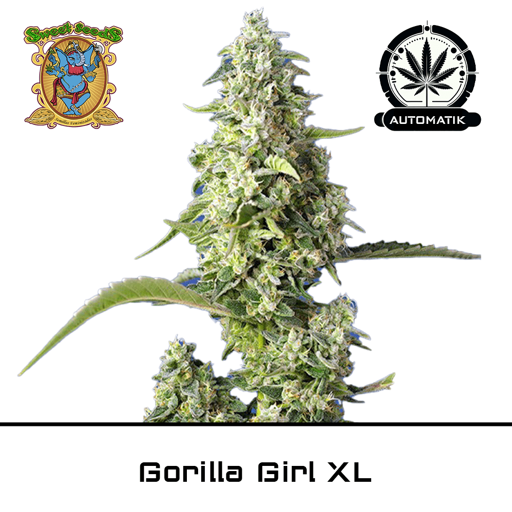 Gorilla Girl XL