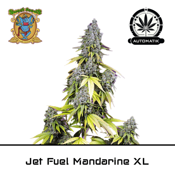 Jet Fuel Mandarine XL