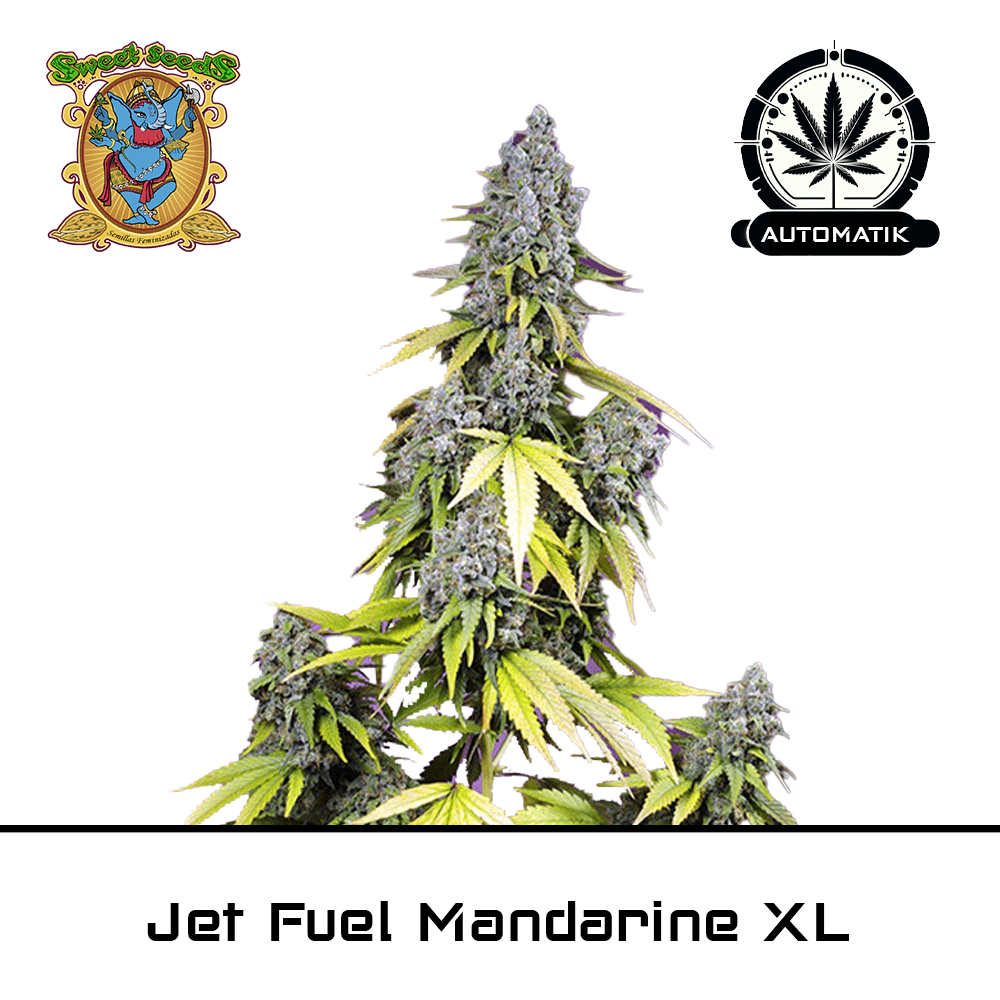 Jet Fuel Mandarine XL