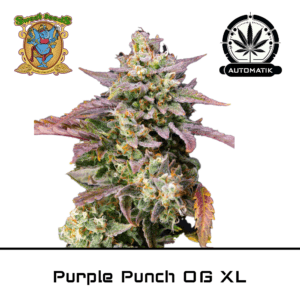 Purple Punch OG XL