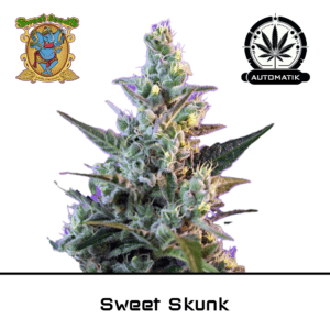 auto Sweet Skunk