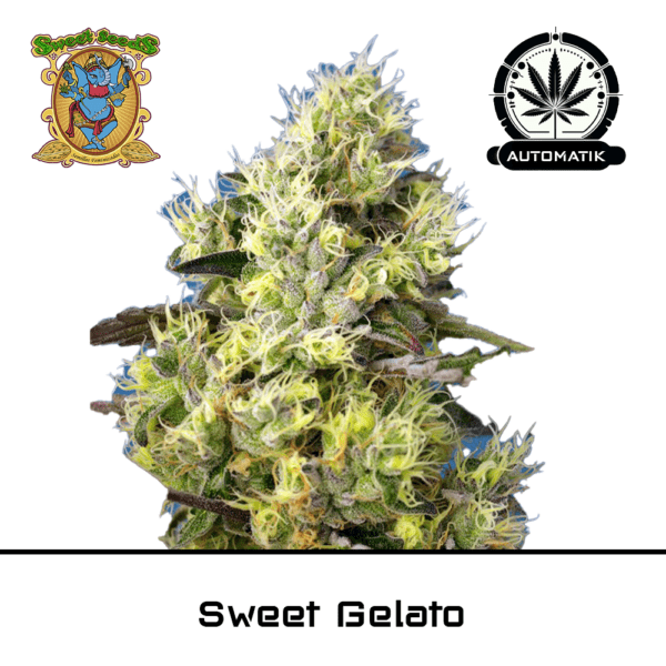 Sweet Gelato