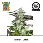 black jack