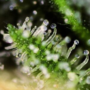 Black Jack – Sweet Seeds – Bild 4