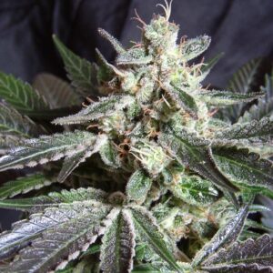 Black Jack – Sweet Seeds – Bild 3
