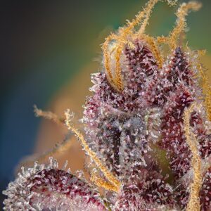 Black Muffin F1 Fast - Sweet Seeds – Bild 3