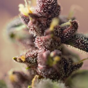 Auto Bloody Skunk – Sweet Seeds – Bild 4