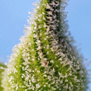 Auto Bruce Banner – Sweet Seeds – Bild 3