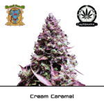 Auto Cream caramel