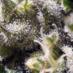 Auto Cream Caramel – Sweet Seeds – Bild 3