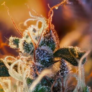 Auto Cream Mandarine XL - Sweet Seeds – Bild 4