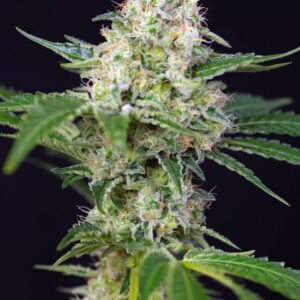 Crystal Candy – Sweet Seeds – Bild 3