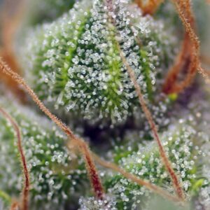 Crystal Candy – Sweet Seeds – Bild 4