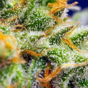 Auto Crystal Candy XL – Sweet Seeds – Bild 3