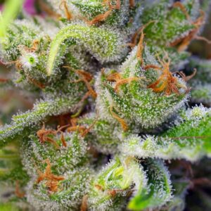 Gorilla Girl - Sweet Seeds – Bild 3