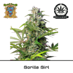 Gorilla Girl