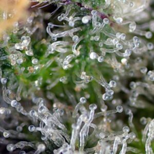 Gorilla Girl - Sweet Seeds – Bild 4