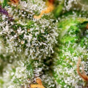 Green Poison F1 Fast – Sweet Seeds – Bild 3