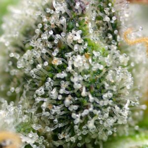 Green Poison F1 Fast – Sweet Seeds – Bild 4