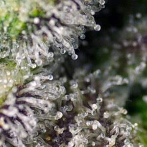 Auto Green Poison XL – Sweet Seeds – Bild 3