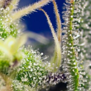 Auto Green Poison XL – Sweet Seeds – Bild 4