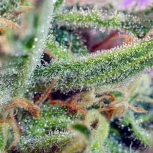 Jack 47 – Sweet Seeds – Bild 3