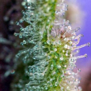 Jack 47 – Sweet Seeds – Bild 4