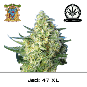 Jack 47 XL