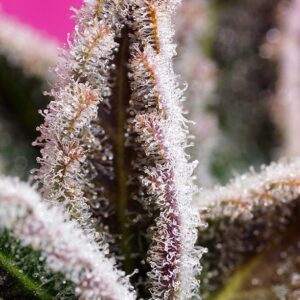 Auto Jealousy Z XL – Sweet Seeds – Bild 3