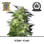 killer kush