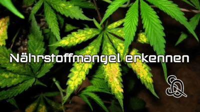 Mangelerscheinungen bei Cannabis