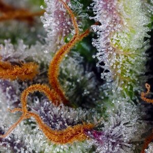 Auto Mimosa Bruce Banner XL – Sweet Seeds – Bild 3