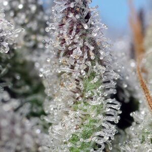 Auto Orange Apricot Glue XL - Sweet Seeds – Bild 3
