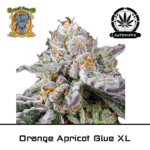 Orange apricot glue