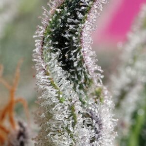 Auto Papaya Zoap - Sweet Seeds – Bild 3