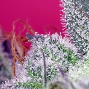 Papaya Zoap F1 Fast - Sweet Seeds – Bild 3
