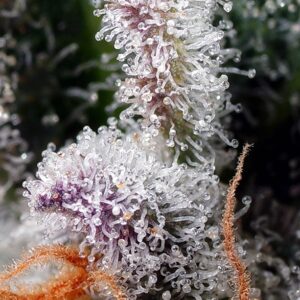 Psicodelicia - Sweet Seeds – Bild 3