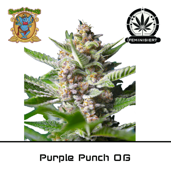 Purple Punch OG