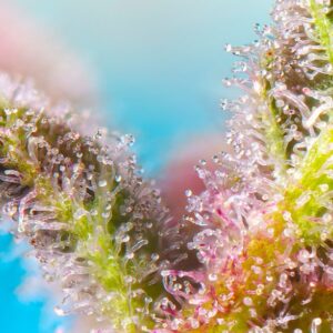 Auto Purple Punch OG XL - Sweet Seeds – Bild 3