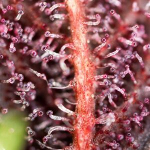 Red Hot Cookies - Sweet Seeds – Bild 3