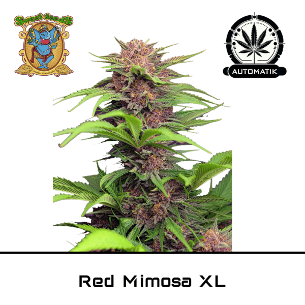 Red Mimosa XL