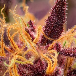 Auto Red Mimosa XL - Sweet Seeds – Bild 3